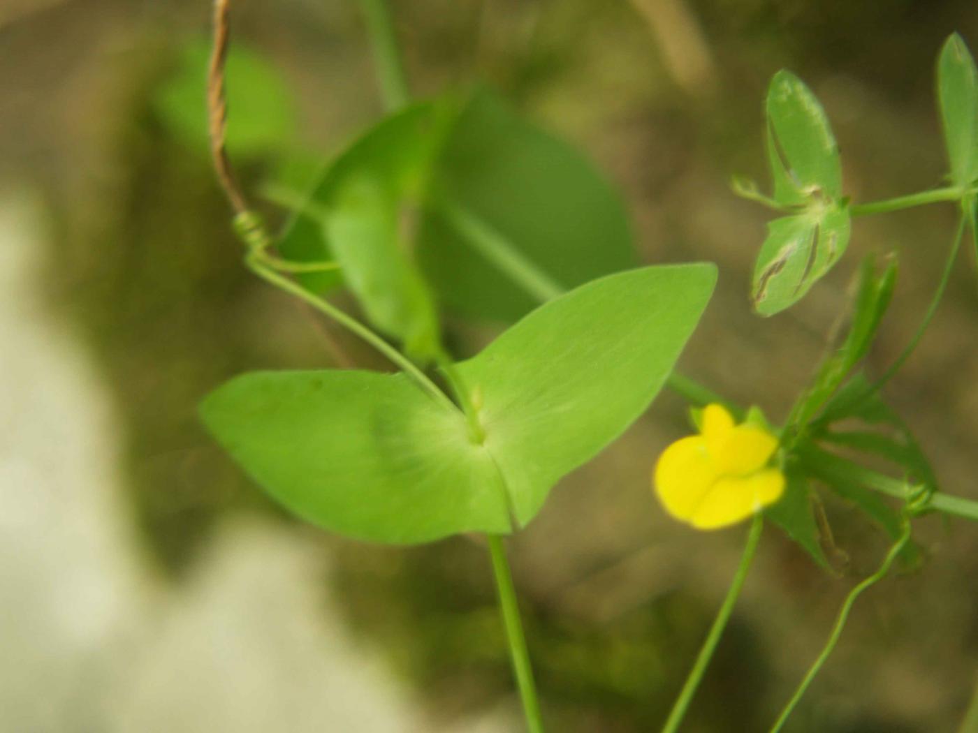 Vetchling, Yellow leaf